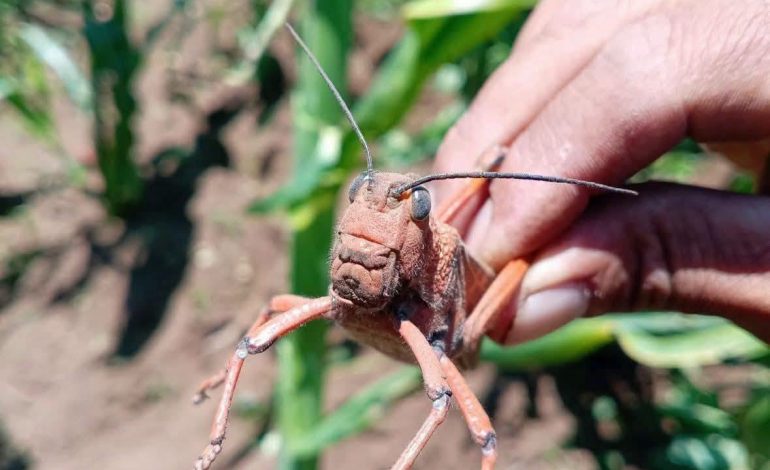 PLAGA ARRASE CON CULTIVOS