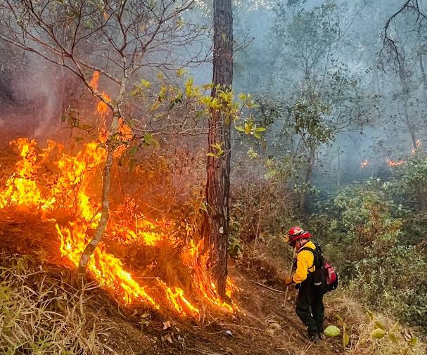 Día Mundial de la Prevención de Incendios Forestales: Un llamado urgente a la conciencia ciudadana